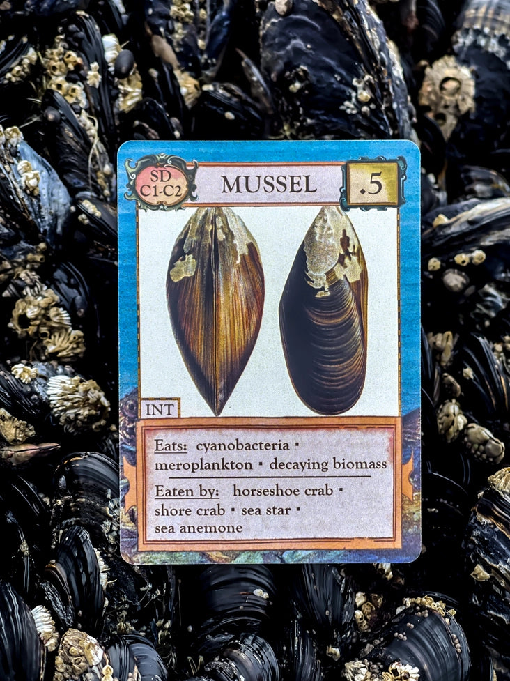 Ecologies: Hidden Habitats Card Game
mussel card
