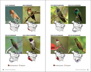 Illustration of various hummingbird species with breeding and migration patterns.