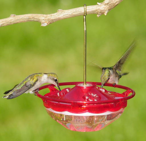 HummBlossom 4 oz Feeder with two female ruby-throated hummingbirds