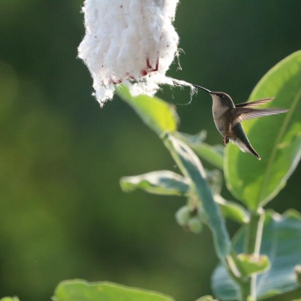 Hummer Helper Nest Material Refill
Humming bird nesting material in use