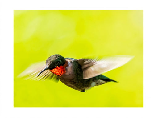 Ruby Throated Hummingbird Notecard