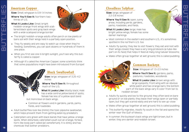Insects & Bugs for Kids
