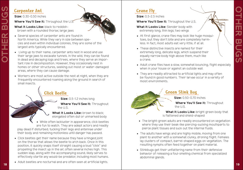 Insects & Bugs for Kids