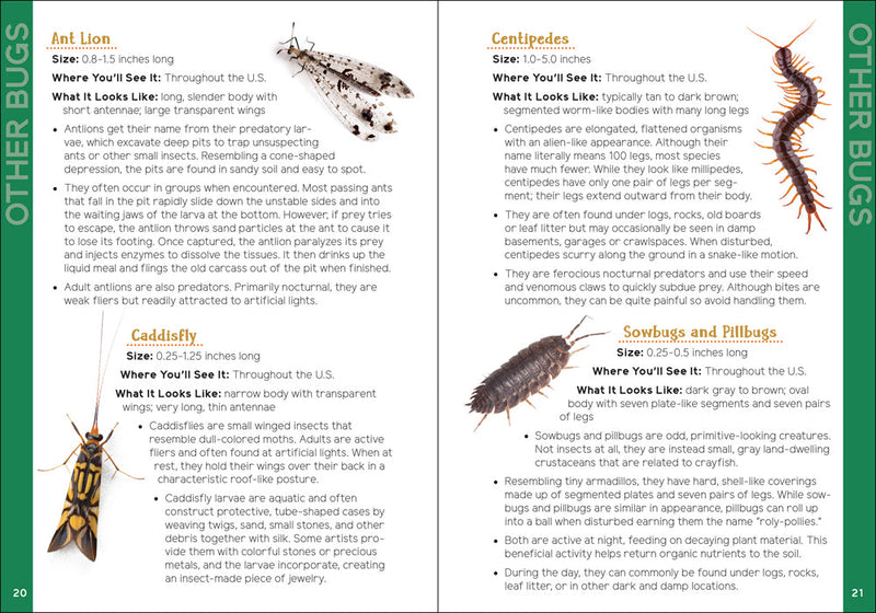 Insects & Bugs for Kids