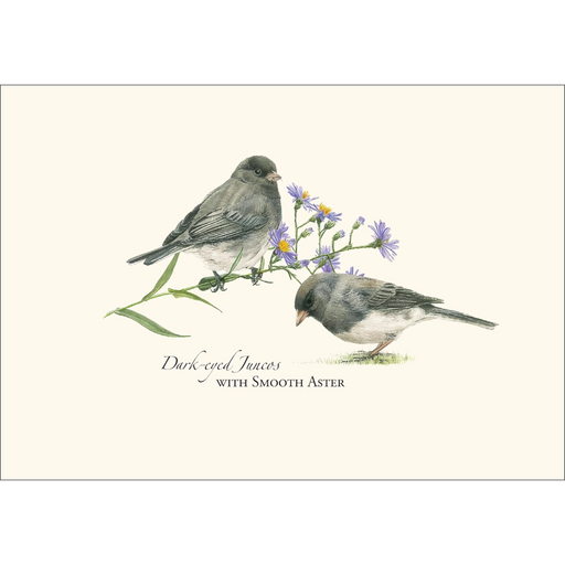 Juncos Notecard Boxed Set of 8