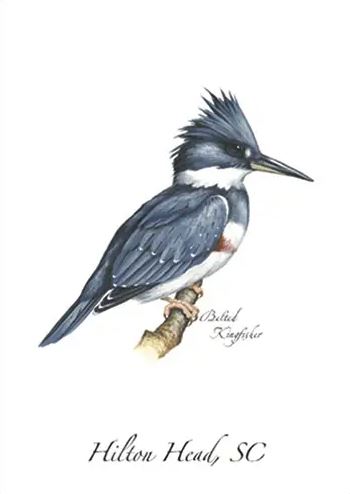Belted Kingfisher Greeting Card