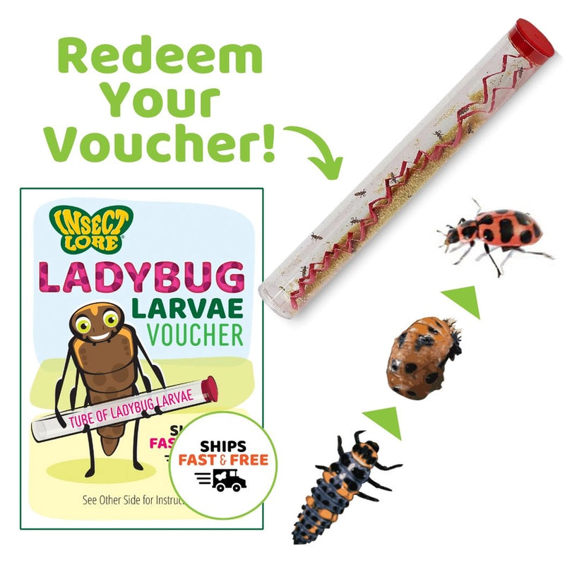 Ladybug Land® Growing Kit with Prepaid Voucher - voucher for live lady bug larva