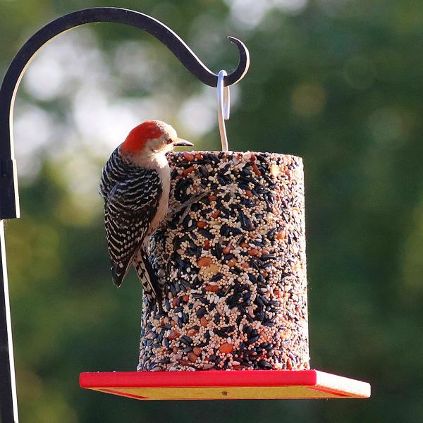 Recycled Large Red Cylinder Feeder
in use by a red-bellied woodpecker