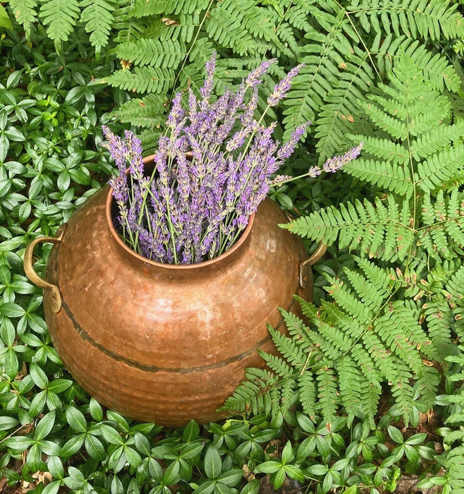 Small Batch Artisan Distilled Lavender Hydrosol
