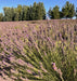 Small Batch Artisan Distilled Lavender Hydrosol
lavender farm