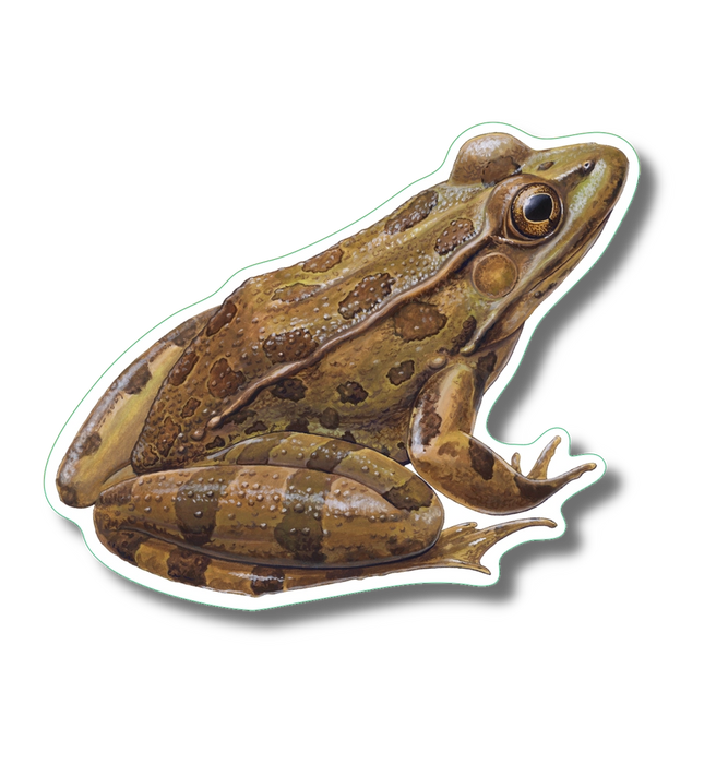 Leopard Frog Nature Sticker