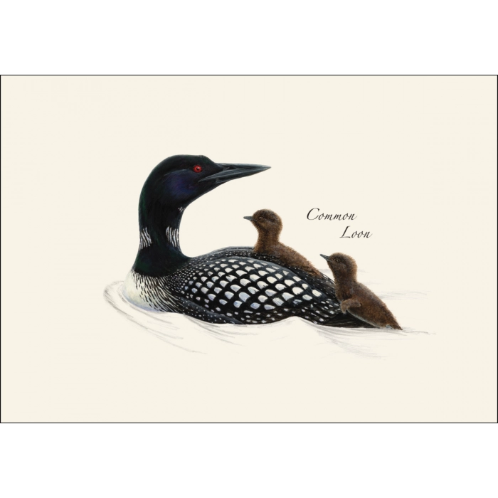 Loon Assortment Notecard Boxed Set of 8