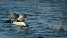 Loons: the Iconic Waterbirds - sample page