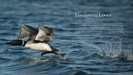 Loons: the Iconic Waterbirds - sample page