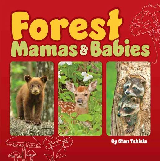 Book cover of 'Forest Mamas & Babies' with images of a bear cub, deer fawn, and raccoons on a red background.