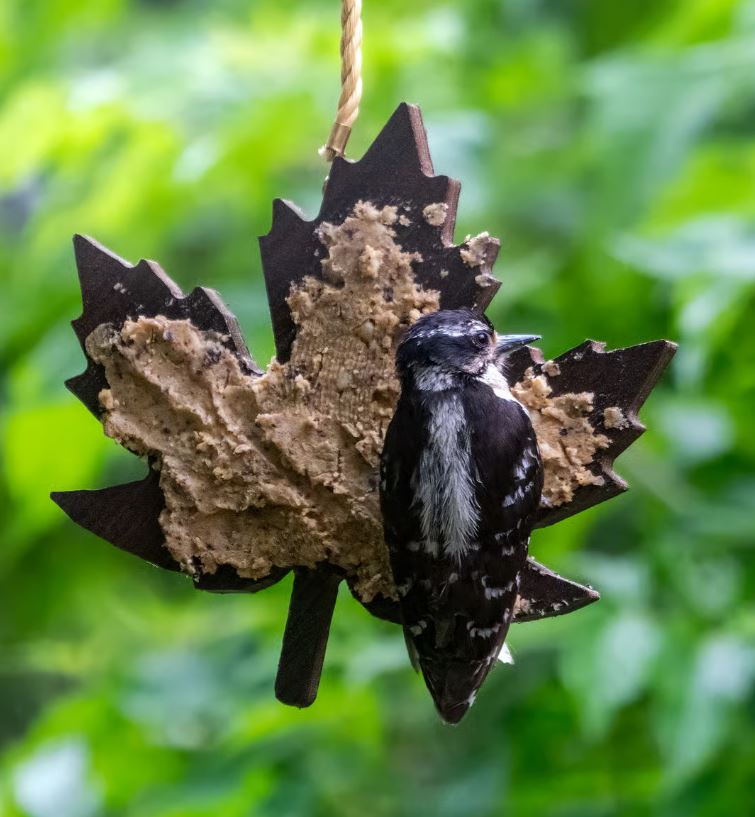 Leaf Shaped Spreadable Suet Hanging Feeder - in use