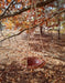 Hanging Bird Bath - Red Maple Leaf Bowl