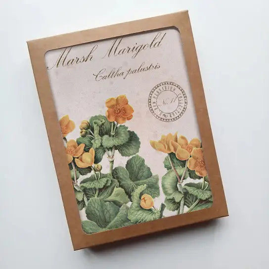 Marsh Marigold Vintage Botanical - Notecard Set of 8 with packaging