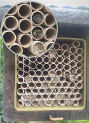 Replacement Mason Bee Fiberboard Nesting Tubes - being used by a variety of native bees