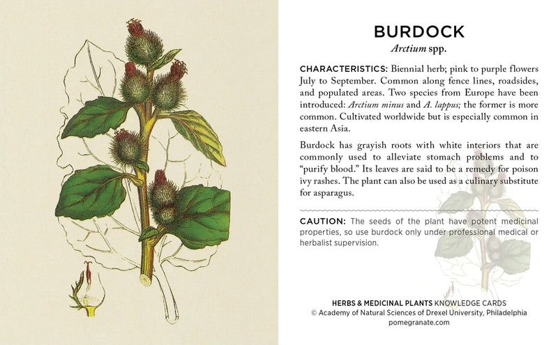Herbs and Medicinal Plants Knowledge Cards  - sample card