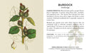 Herbs and Medicinal Plants Knowledge Cards  - sample card