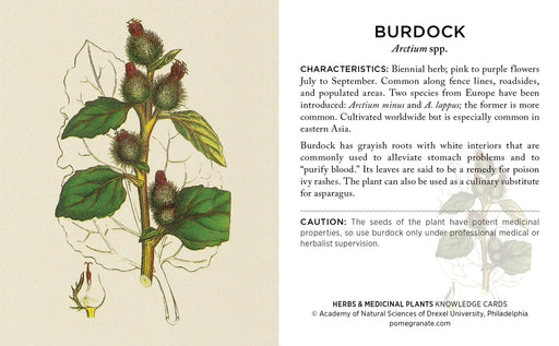 Herbs and Medicinal Plants Knowledge Cards  - sample card