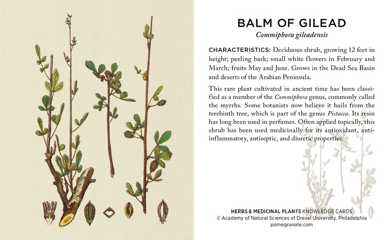 Herbs and Medicinal Plants Knowledge Cards - sample card