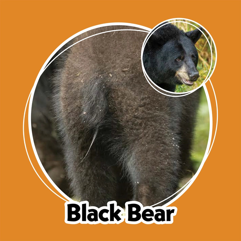 Black bear with a close-up inset on an orange background