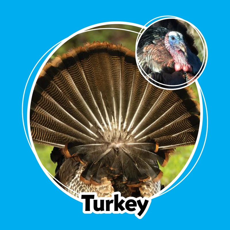 Turkey with its feathers fanned out on a blue background, with an inset showing a close-up of the turkey's face.