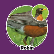 Robin bird with a close-up inset on a purple background