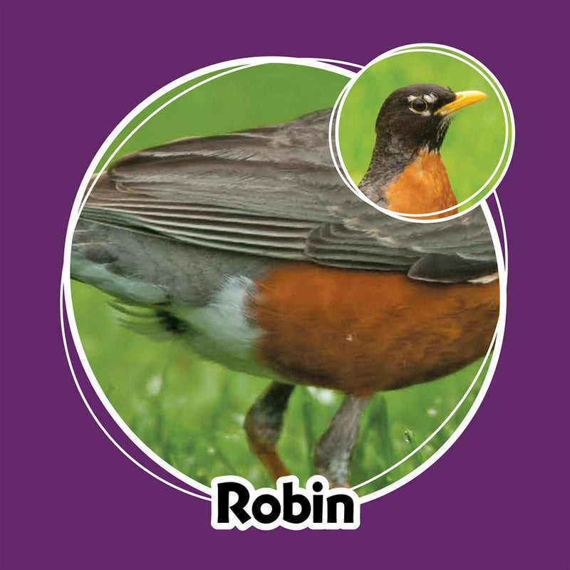 Robin bird with a close-up inset on a purple background