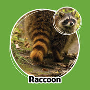 Raccoon backside on a green background with a close-up face inset