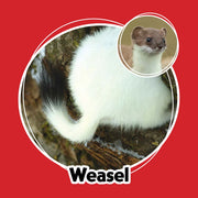 Weasel on a red background with a close-up of face inset and 'Weasel' text.