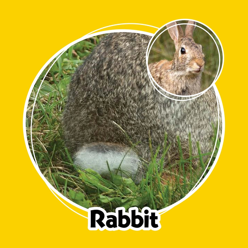 Rabbit in grass with a close-up of face inset on a yellow background
