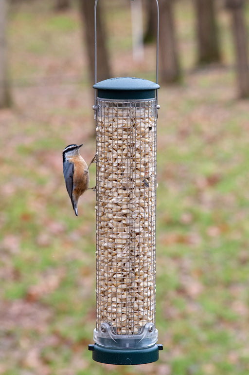 Quick-Clean Peanut Mesh Feeder - Spruce visited by red-breasted nuthatch