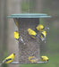 Magnet Mesh Bird Feeder for Safflower and Hulled Sunflower - with goldfinches