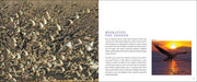 Bird Migration sample pages
