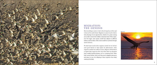 Bird Migration sample pages