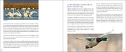 Bird Migration sample pages