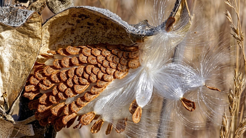 Common Milkweed Seed Pod Notecard - Set of 4