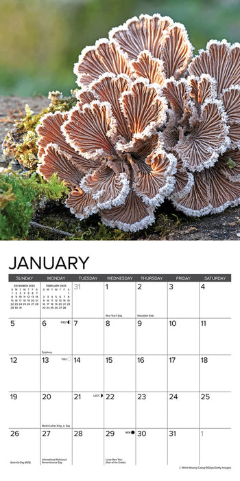 Mushrooms Mini Wall Calendar
Sample Page