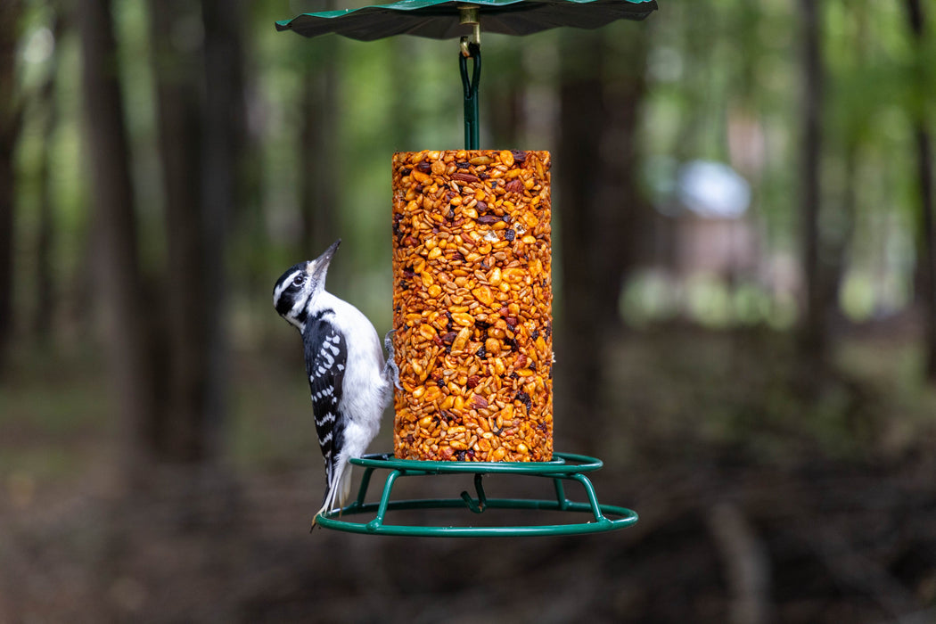 woodpecker on hot pepper seed cylinder