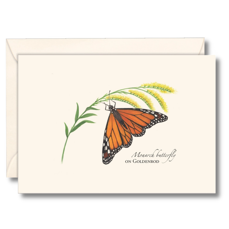 Monarch Butterfly On Goldenrod Notecard Boxed Set of 8