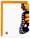 Monarch Butterfly Birthday Card - back of card