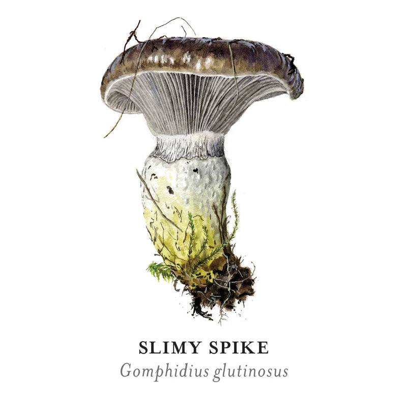 Mushrooms: Alexander Viazmensky Memory Game
sample card