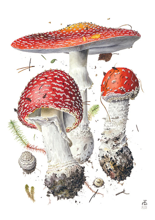 Mushrooms: Alexander Viazmensky Boxed Notecard Assortment -  Amanita muscaria 