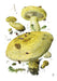 Mushrooms: Alexander Viazmensky Boxed Notecard Assortment -  Lactarius repraesentaneus 