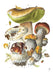 Mushrooms: Alexander Viazmensky Boxed Notecard Assortment -  Forest Bouquet II 