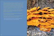 Start Mushrooming 2nd Edition sample pages