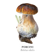 Mushrooms: Alexander Viazmensky Memory Game
sample card